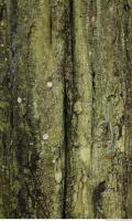 tree bark 0005